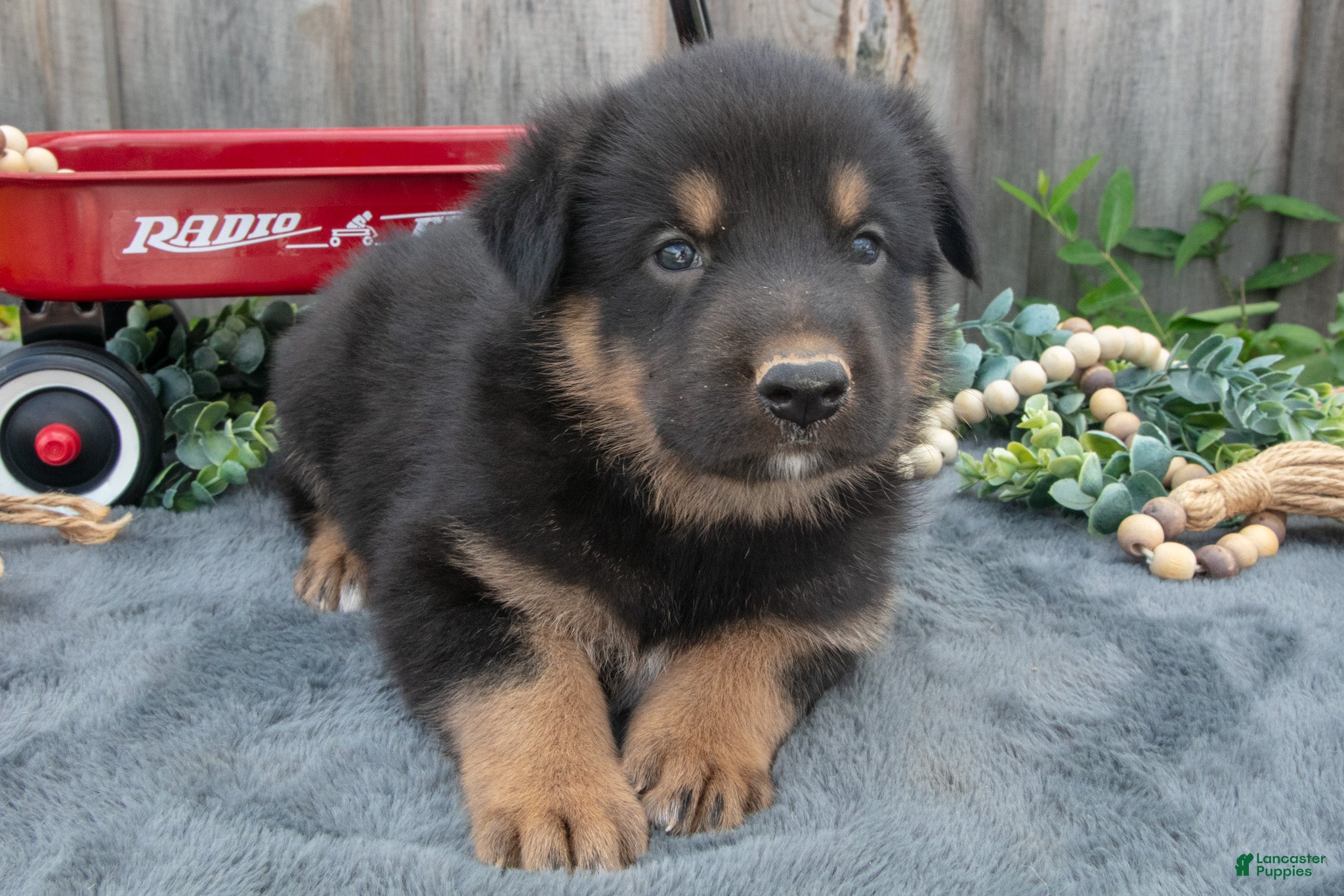 Mixed Breed dogs General - Ad 2