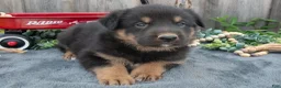Mixed Breed dogs for sale: General - Ad 2