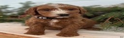 Irish Doodle dogs for sale: Asher - Ad 7