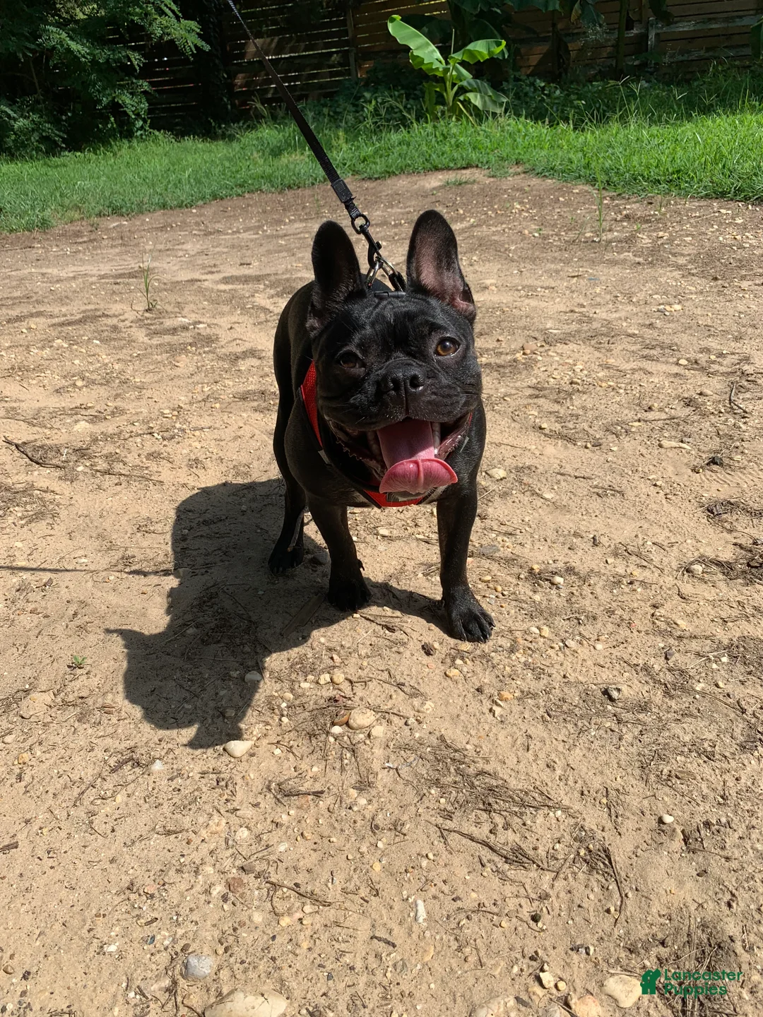 French Bulldog dogs for sale: Gohan  - Ad 4