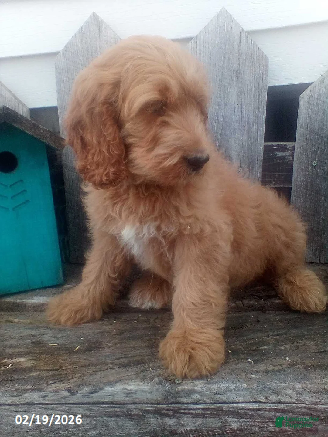 Goldendoodle dogs for sale: Prince   - Ad 5
