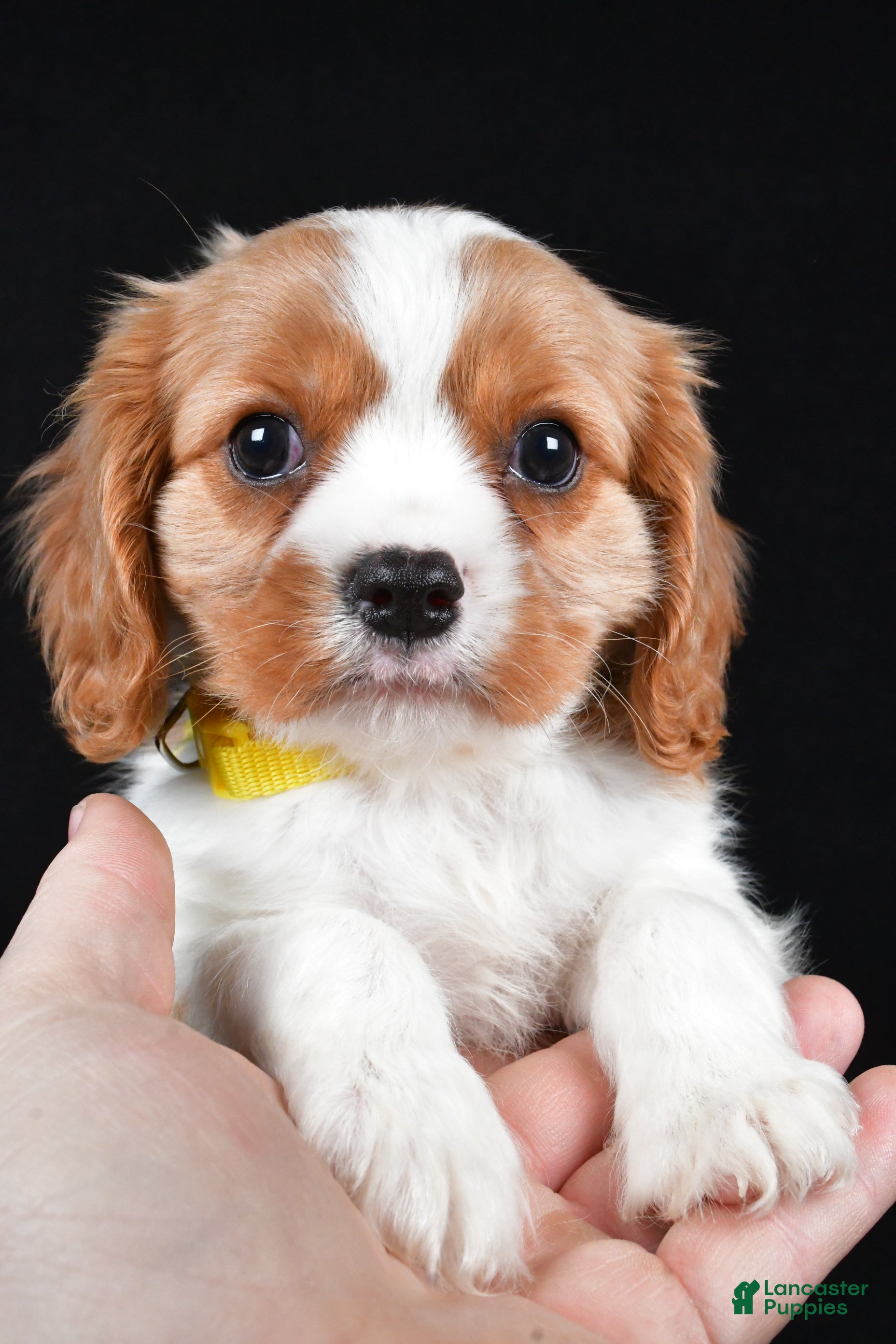 Cavalier King Charles Spaniel dogs Travis - Ad 2