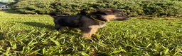 German Shepherd dogs for sale: Daffodil - Ad 4