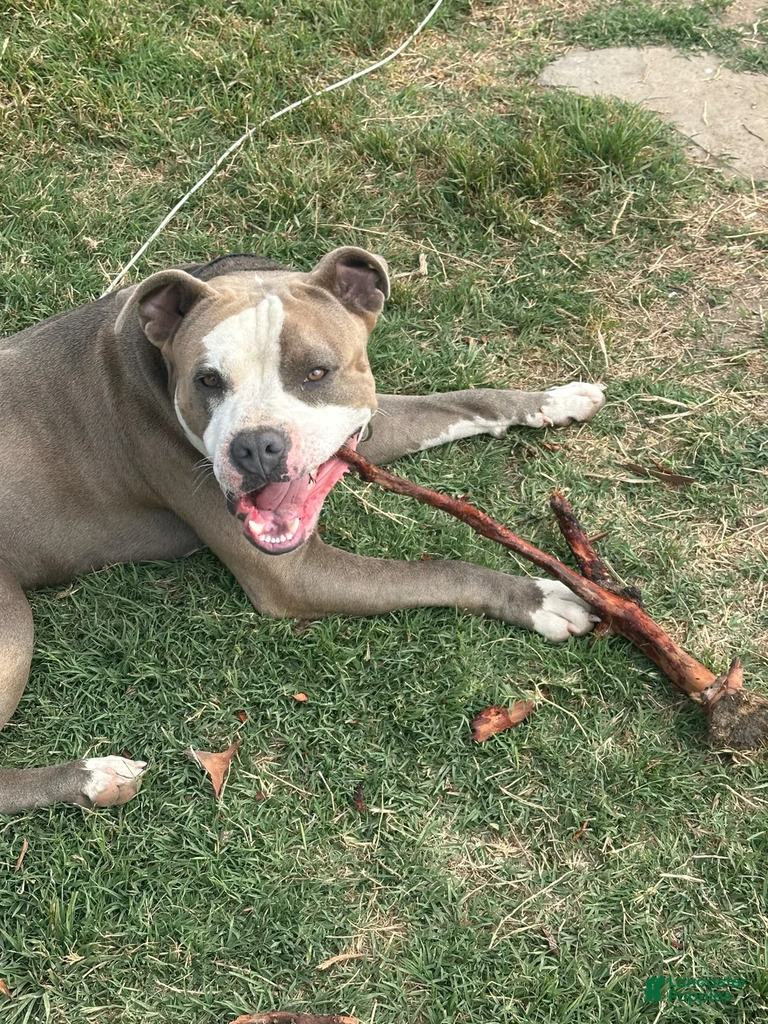 American Bully dogs for stud: Kymanis - Ad 1