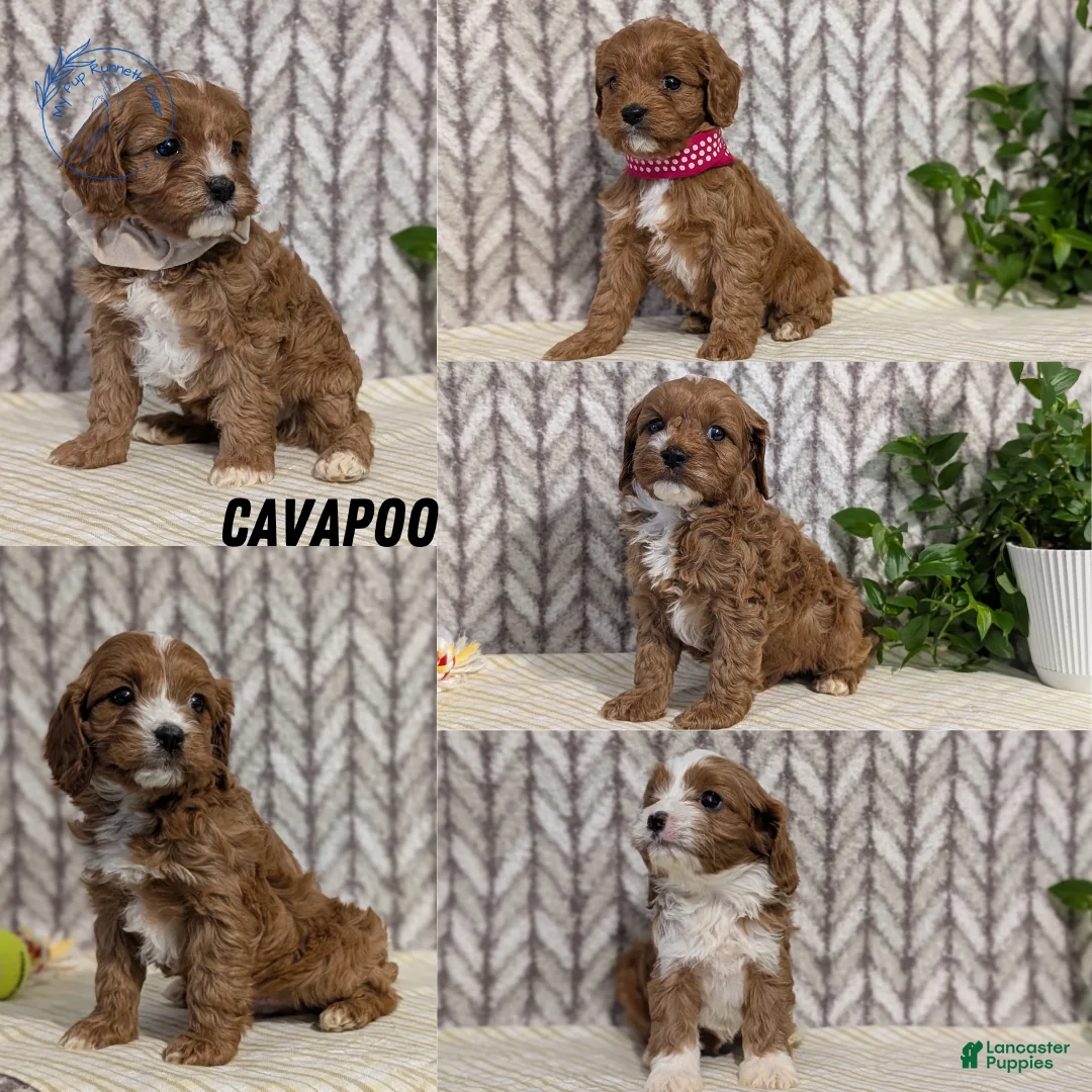 Cavapoo dogs for sale: Arlo - Ad 14