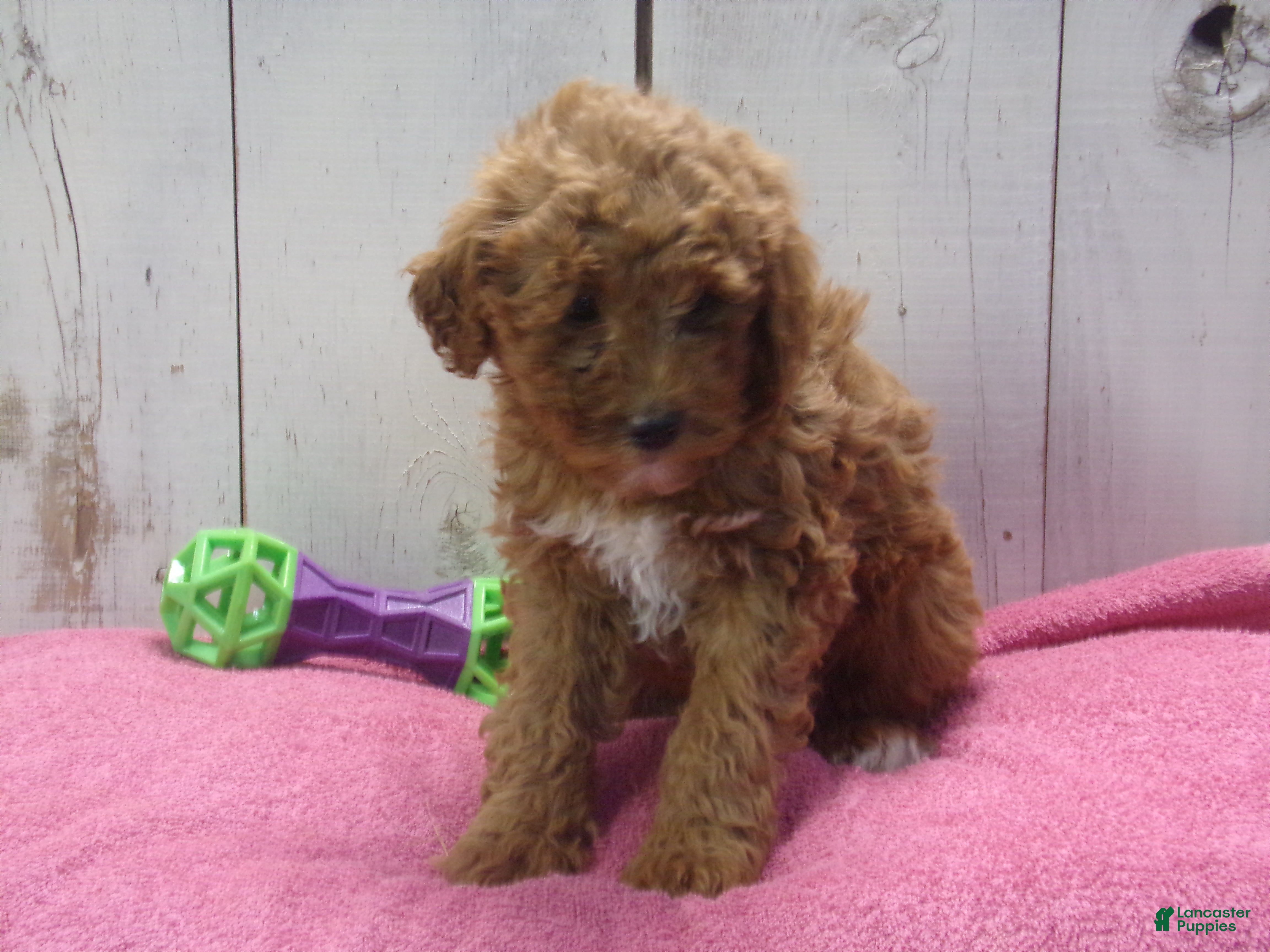 Standard Poodle dogs Elsa - Ad 21