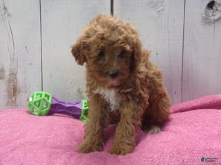 Standard Poodle dogs Elsa - Ad 21