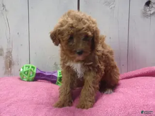 Standard Poodle dogs Elsa - Ad 36