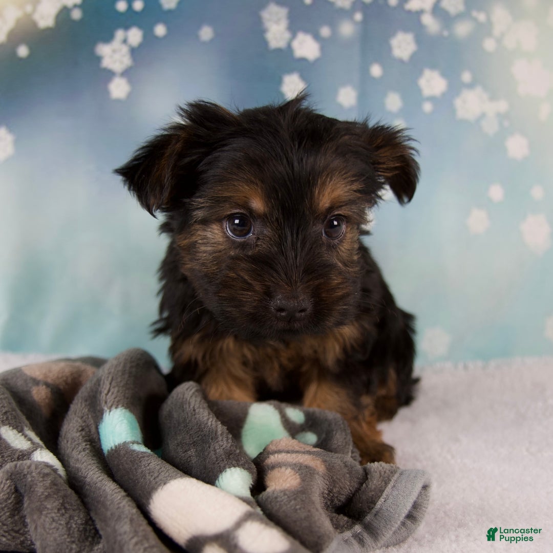 Yorkshire Terrier dogs for sale: Luna - Ad 4