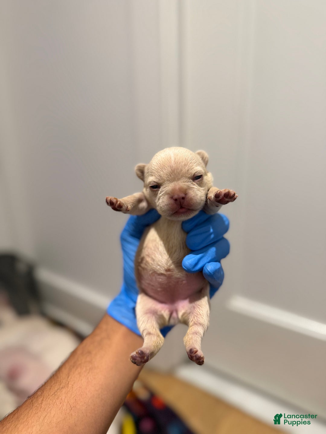 French Bulldog dogs for sale: Hazel - Ad 4