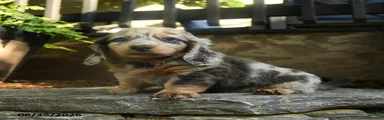 Piper