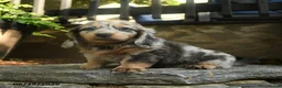Miniature Dachshund dogs for sale: Piper - Ad 1
