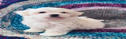 Maltipoo dogs for sale: Maltipoo- Marshall  - Ad 5