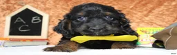 Cockapoo dogs for sale: Toffee  - Ad 4