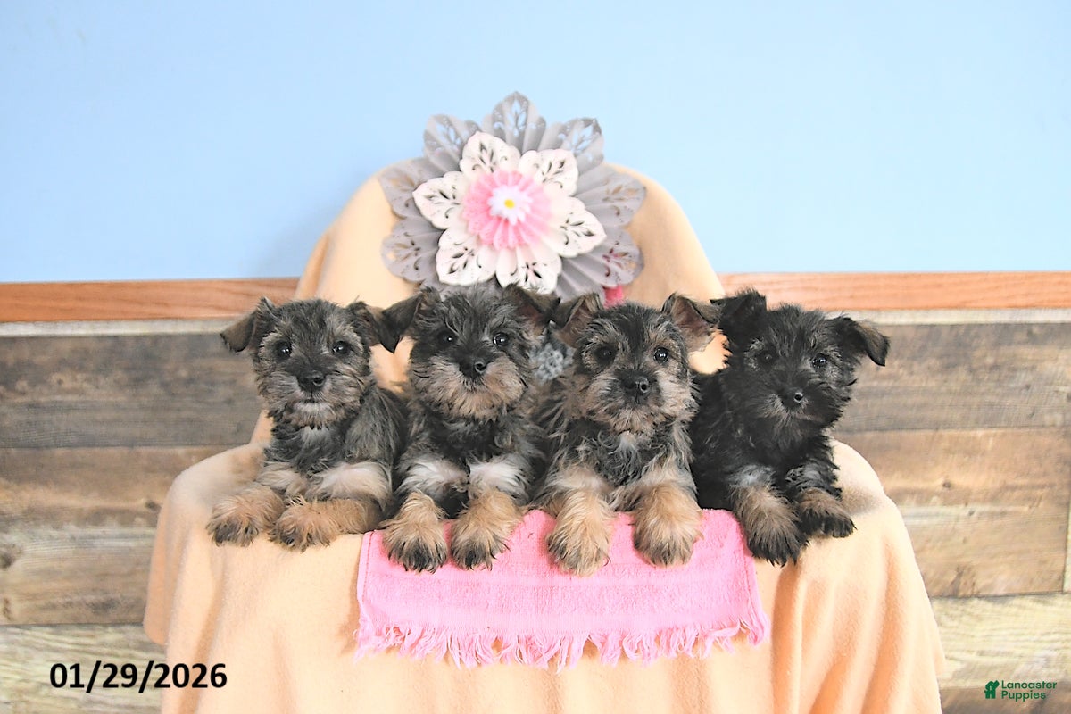 Miniature Schnauzer dogs Sweetheart - Ad 2