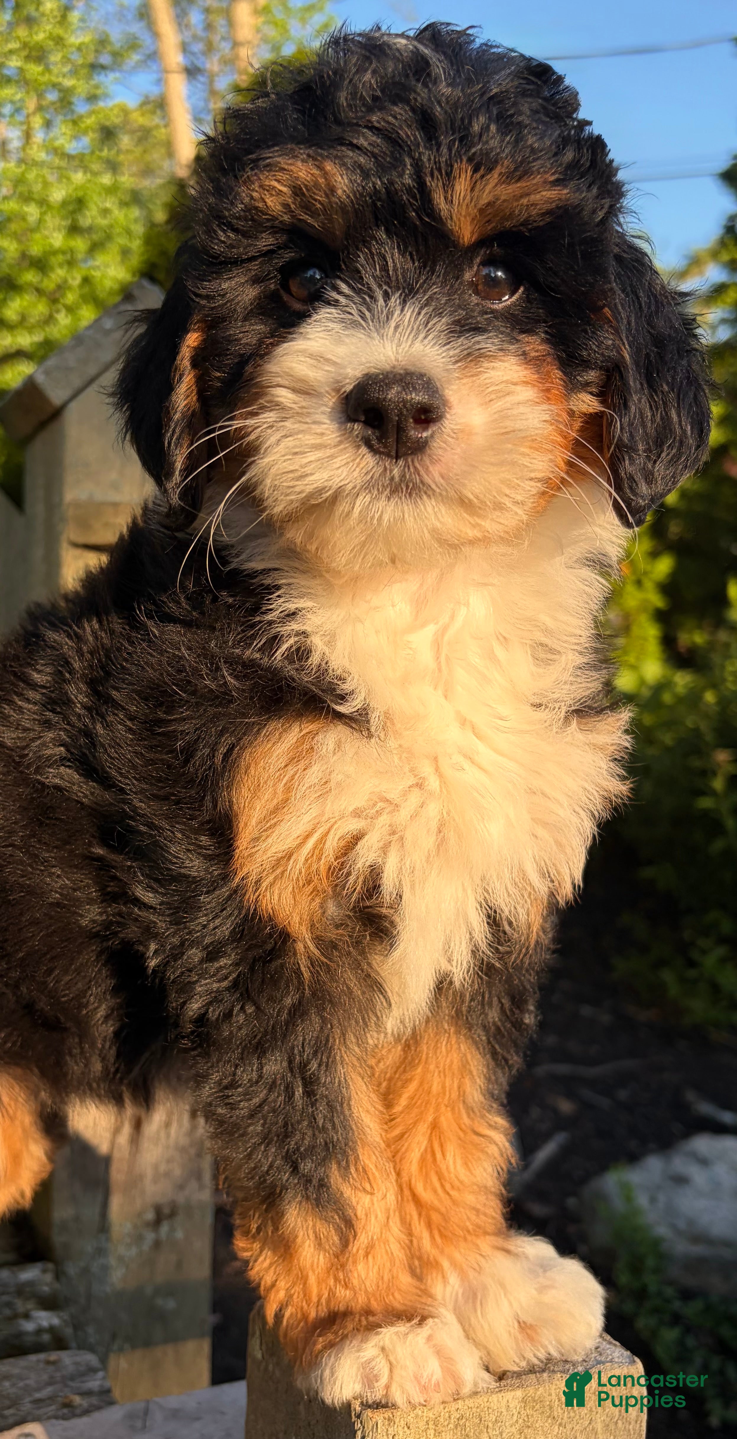 Mini Bernedoodle dogs for sale: ❤️IN BOSTON MASSACHUSETTS AREA❤️MINI BERNEDOODLE GIRL❤️ - Ad 6