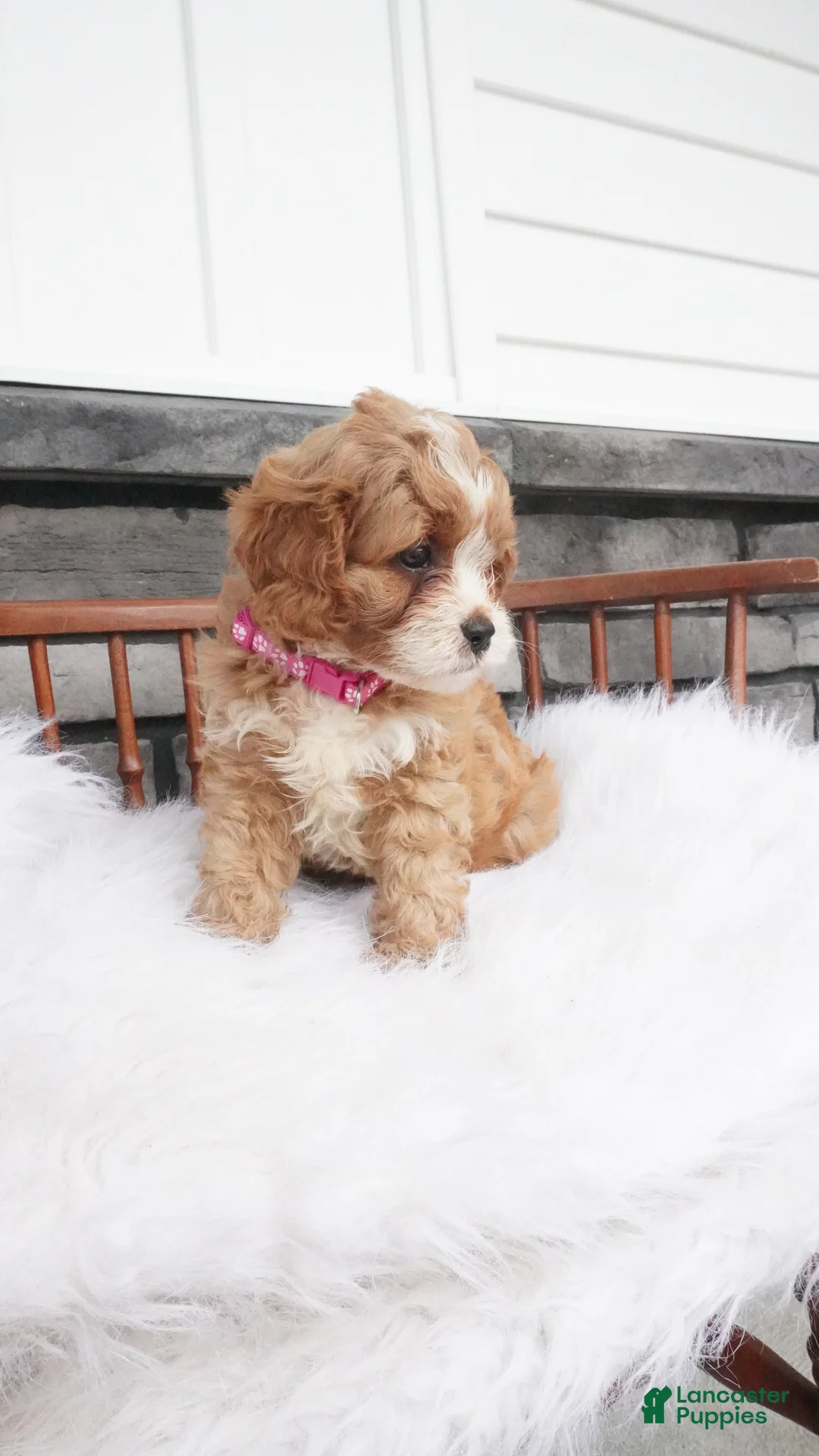 Cavapoo dogs for sale: Jewel - Ad 8