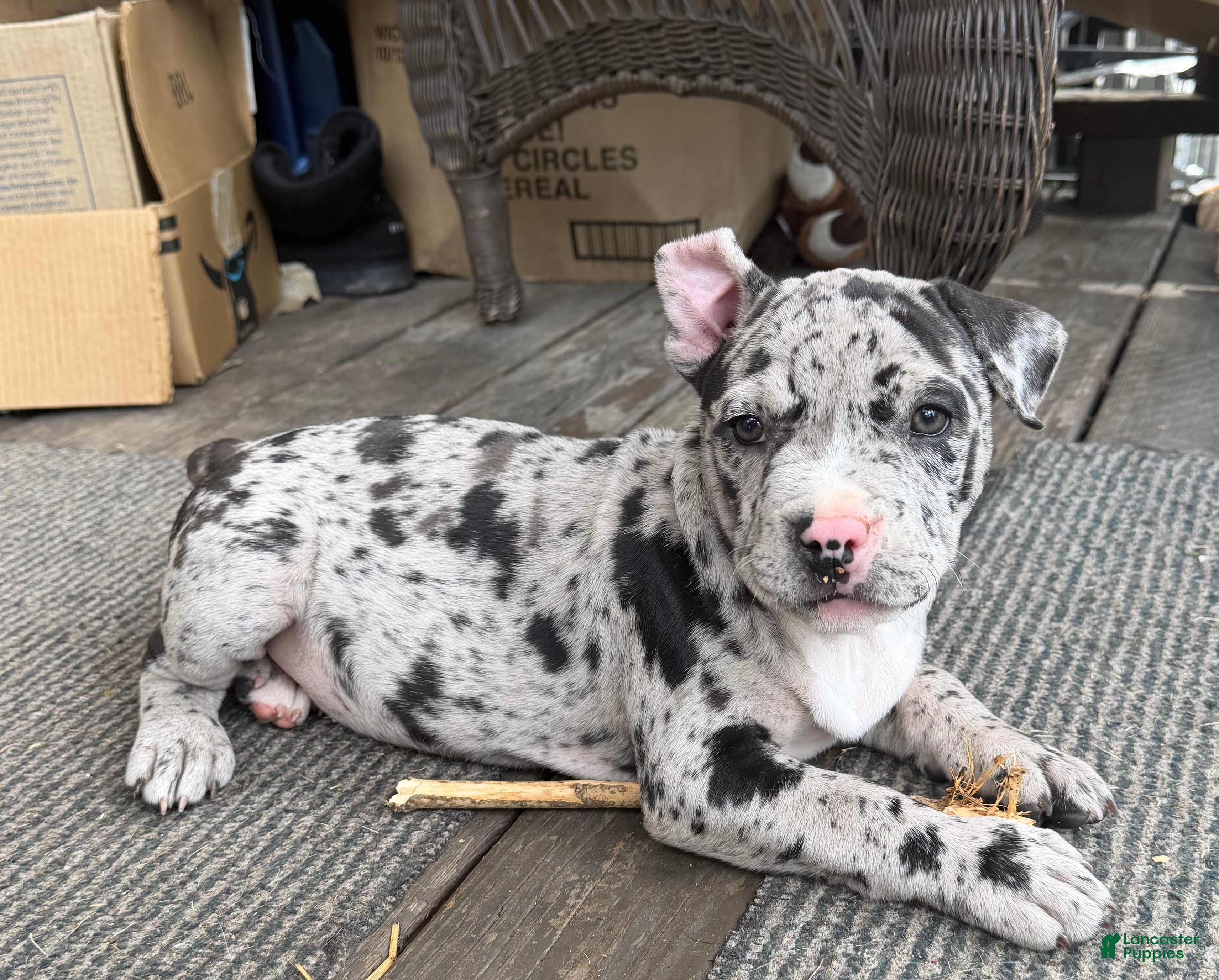 American Bully dogs Hera - Ad 1