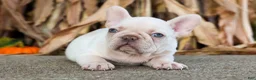 French Bulldog dogs for sale: Ronnie🐾 - Ad 6