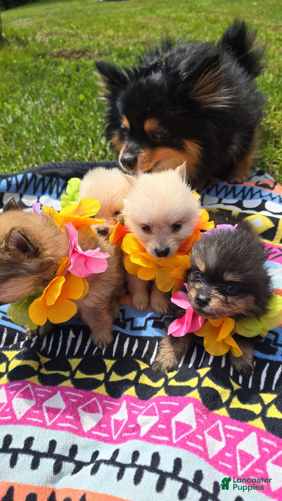 Pomeranian dogs for sale: Pomeranian Puppy 2 - Ad 2