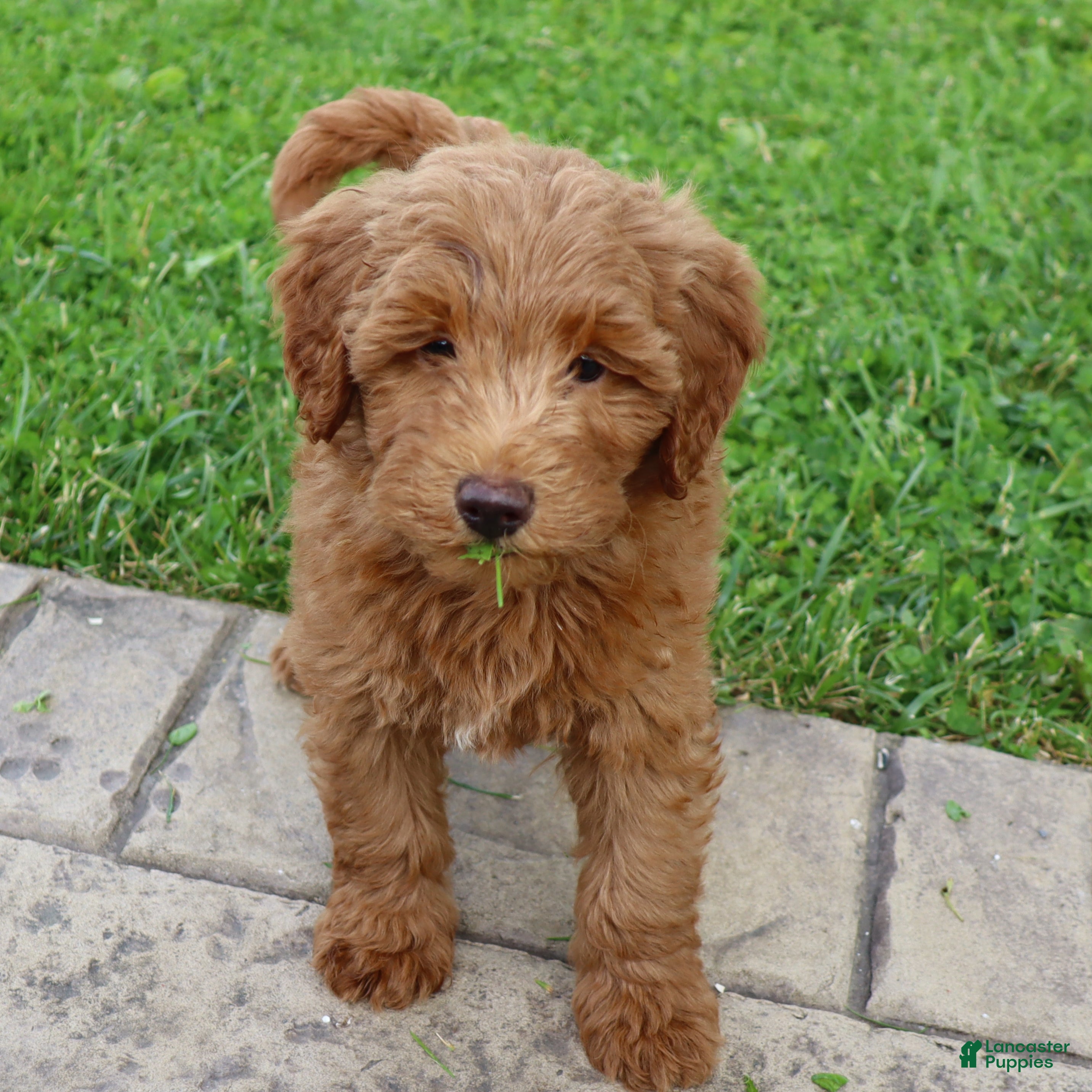 Mini Goldendoodle dogs Bruno - Ad 2