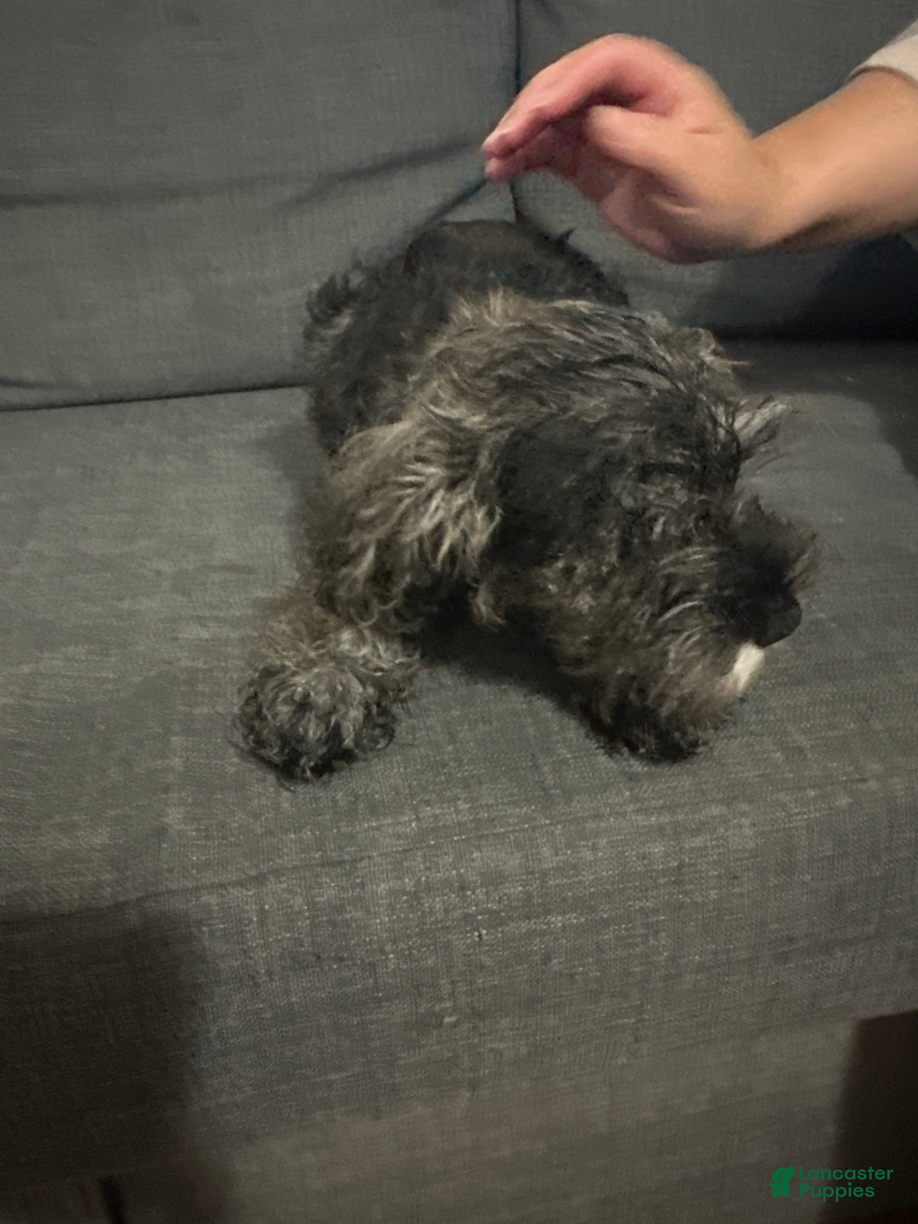 Schnoodle dogs for sale: Mini Schnauzer 3 - Ad 15