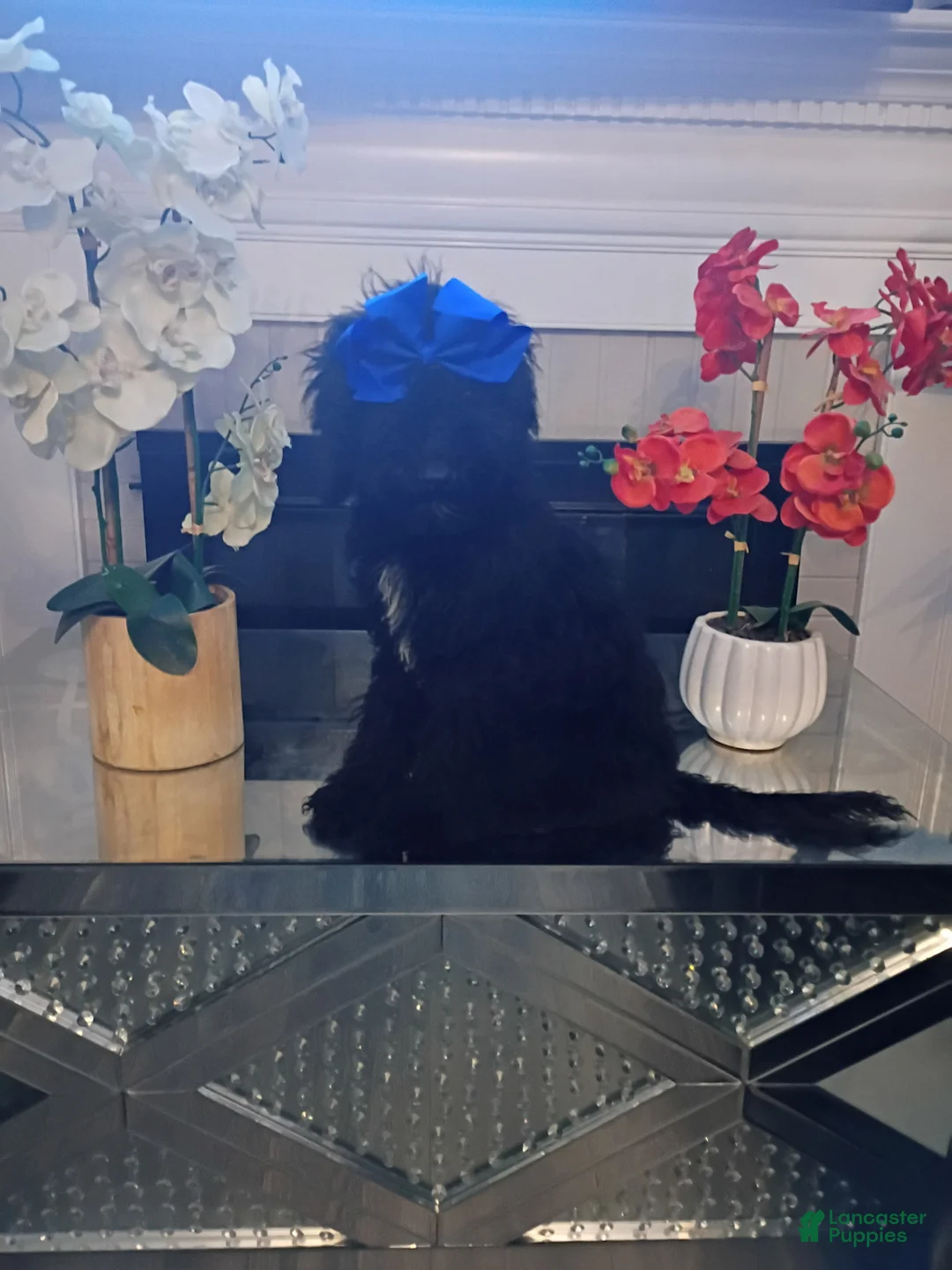 Gallery Image {{count}}