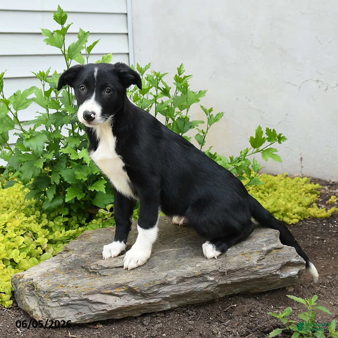 Border Collie dogs for sale: Humperdink - Ad 1