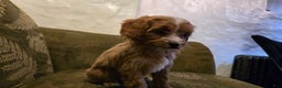 Cavapoo dogs for sale: Wren - Ad 16
