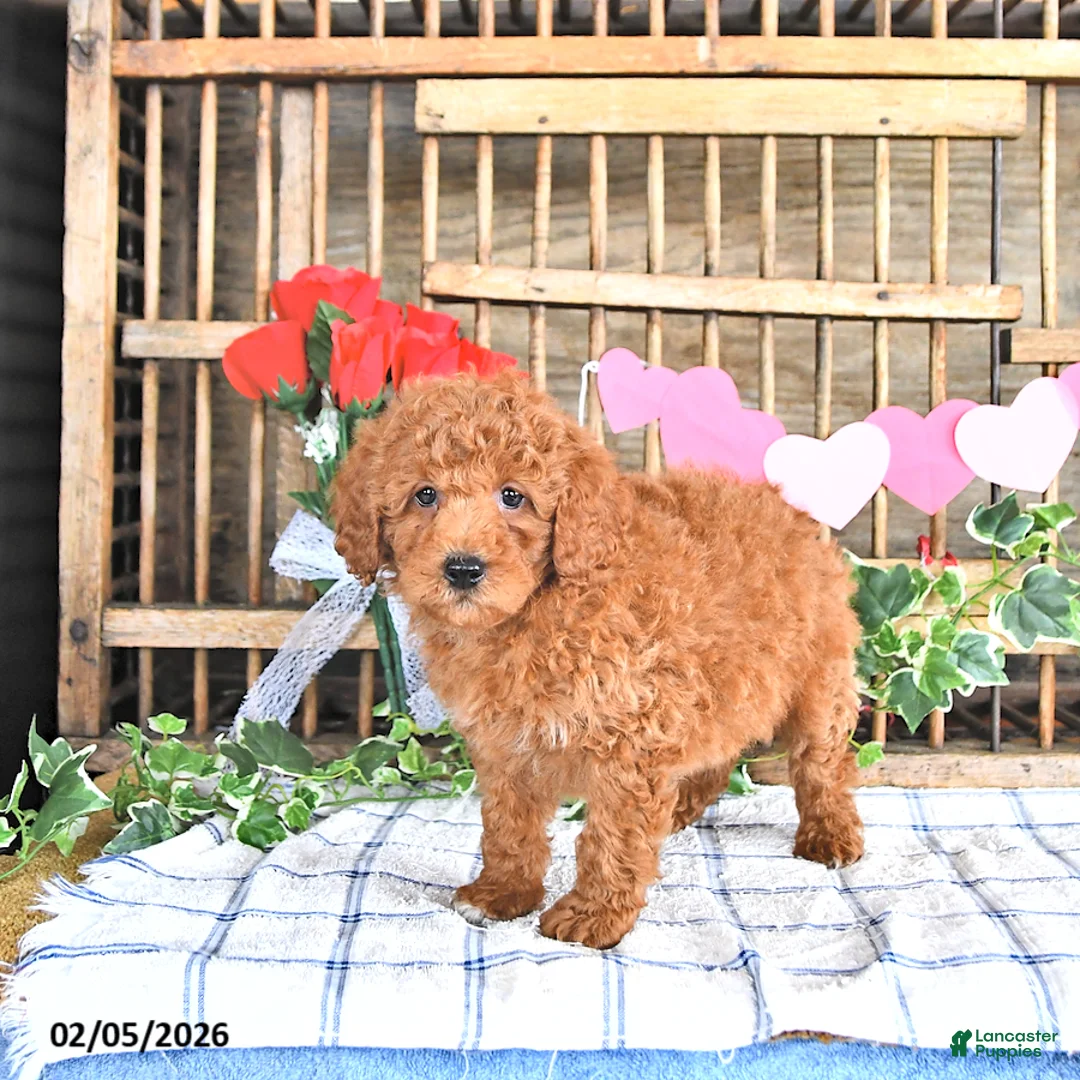 Mini Goldendoodle dogs for sale: Marshal - Ad 2