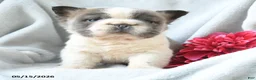 French Bulldog dogs for sale: Gregery - Ad 5