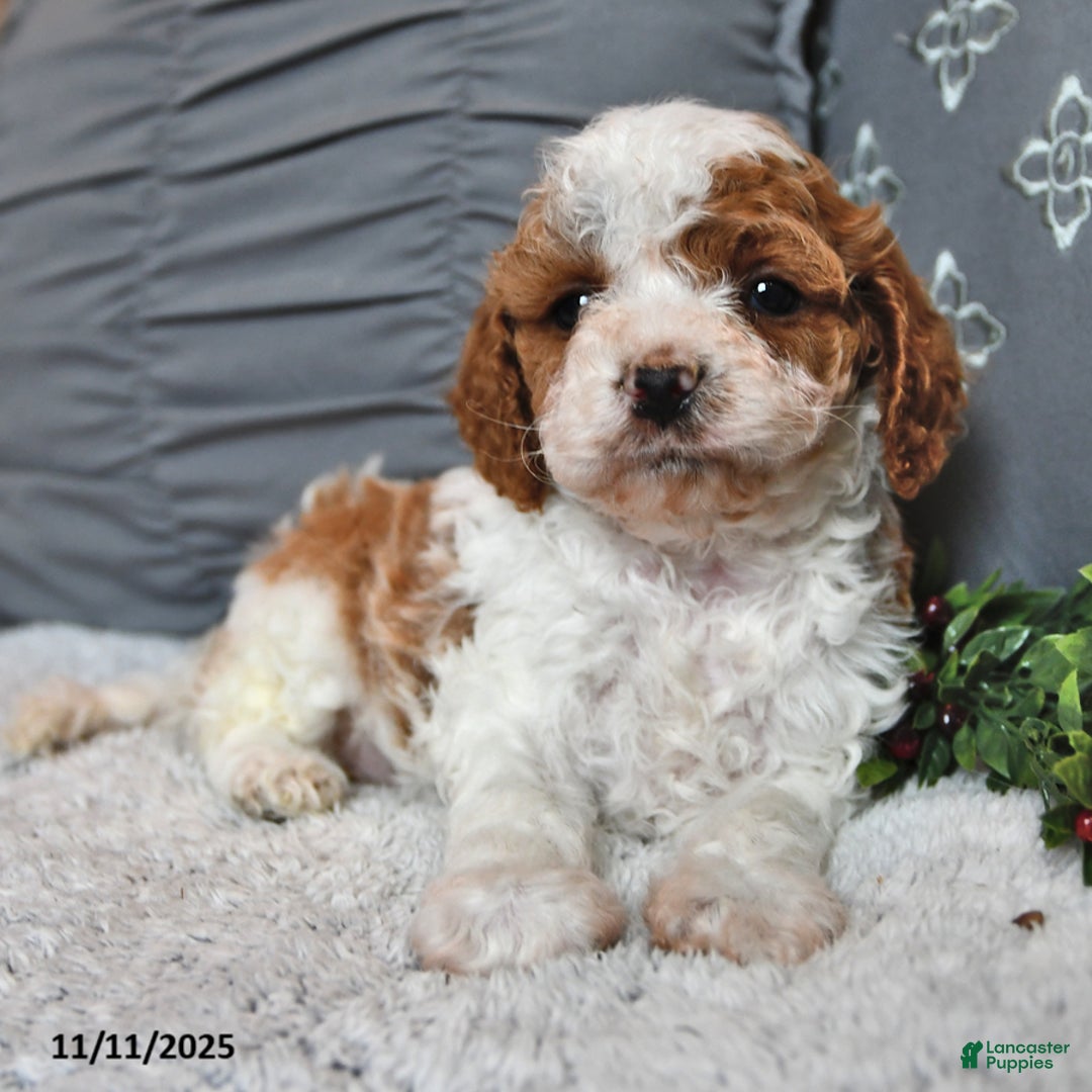 Cavachon dogs for sale: Latte - Ad 4