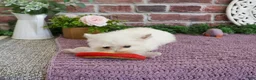 West Highland Terrier dogs for sale: Caroline - Ad 9