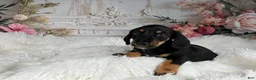 Miniature Dachshund dogs for sale: AKC-Cooper - Ad 7