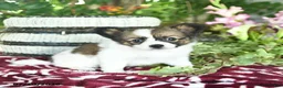 Papillon dogs for sale: Olivia  - Ad 3