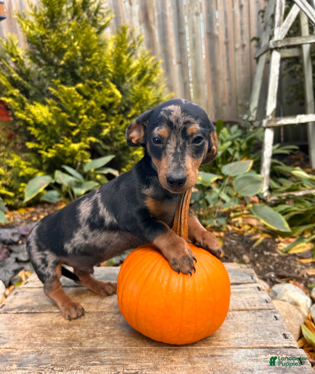 Apri Miniature Dachshund Puppies for sale Lancaster Puppies