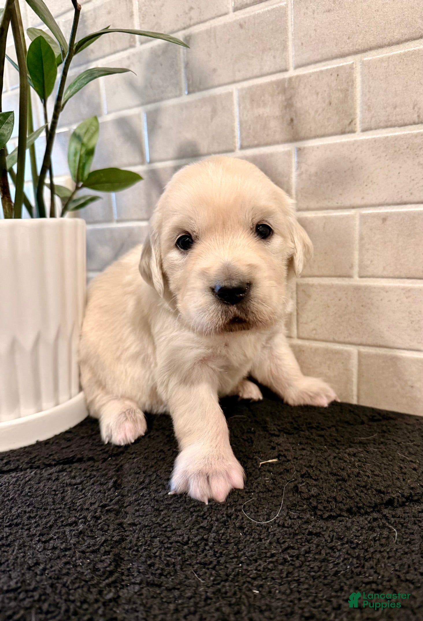 Golden Retriever dogs Hazel - Ad 40