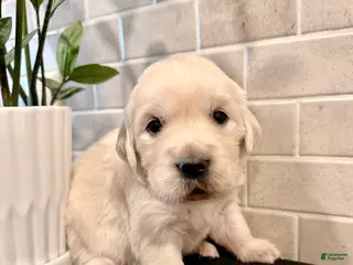 Golden Retriever dogs Hazel - Ad 40