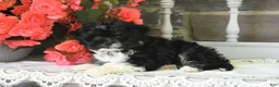 Havanese dogs for sale: Princess - Ad 3