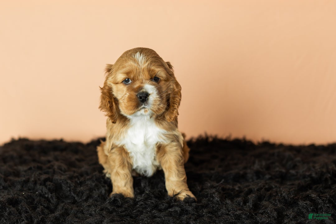 Cocker Spaniel dogs for sale: Reggie - Ad 5