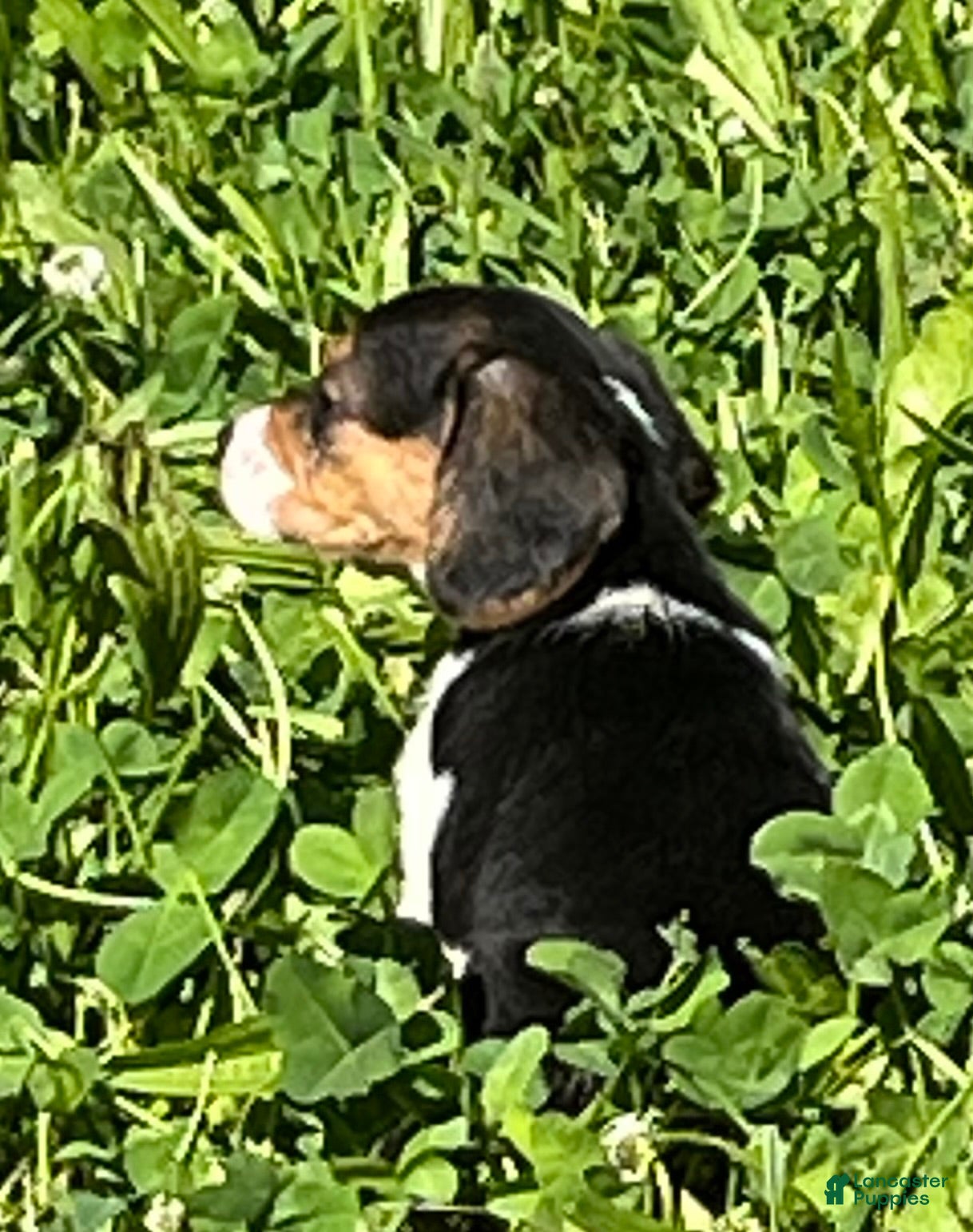 Beagle dogs Beagle 2 - Ad 2