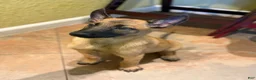 Belgian Malinois dogs for sale: Puppy 5 - Ad 2