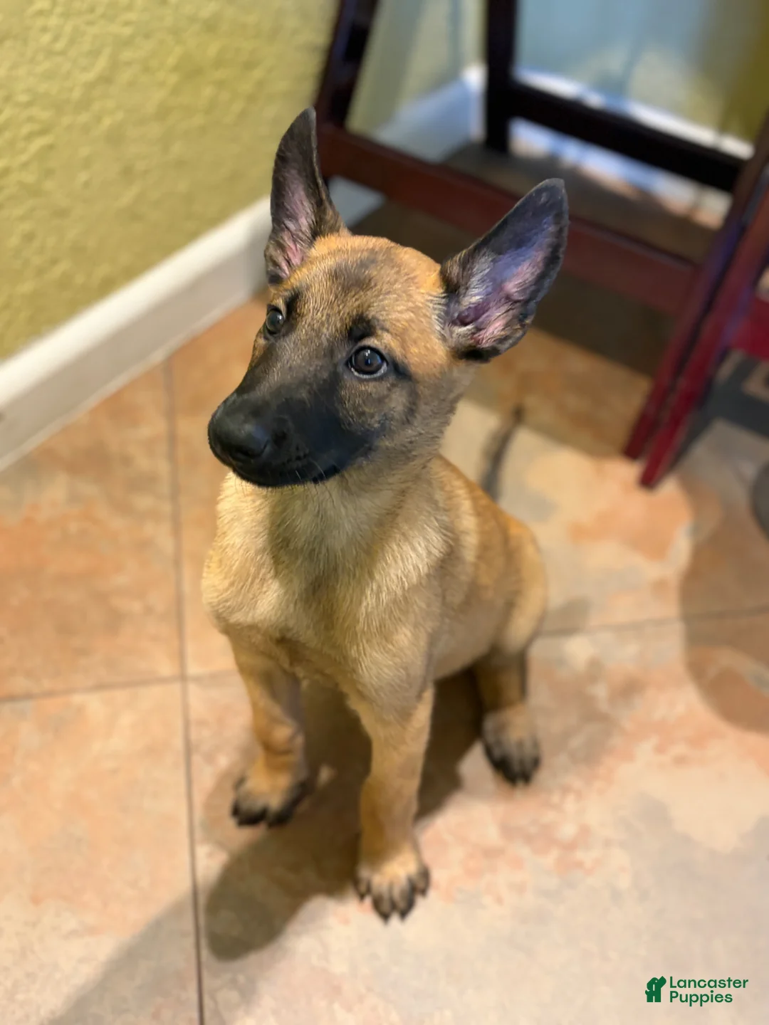 Belgian Malinois dogs for sale: Puppy 5 - Ad 2