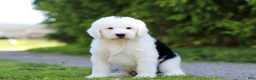 Sheepadoodle dogs for sale: Milo - Ad 5