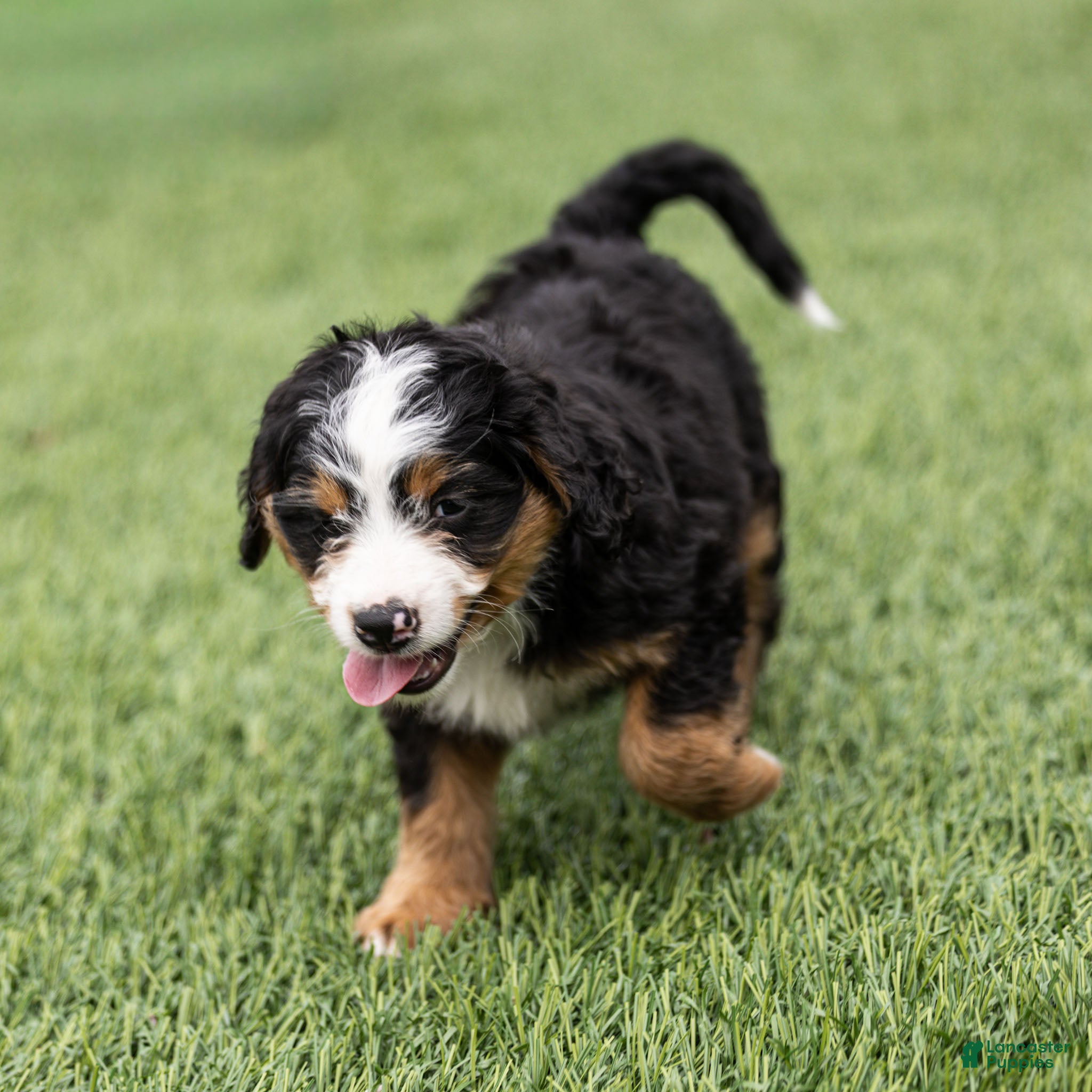 Bernedoodle dogs Slone Bernedoodle Puppy  - Ad 2