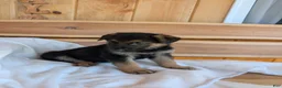 German Shepherd dogs for sale: 🐾CHARLIE 🐾 - Ad 4