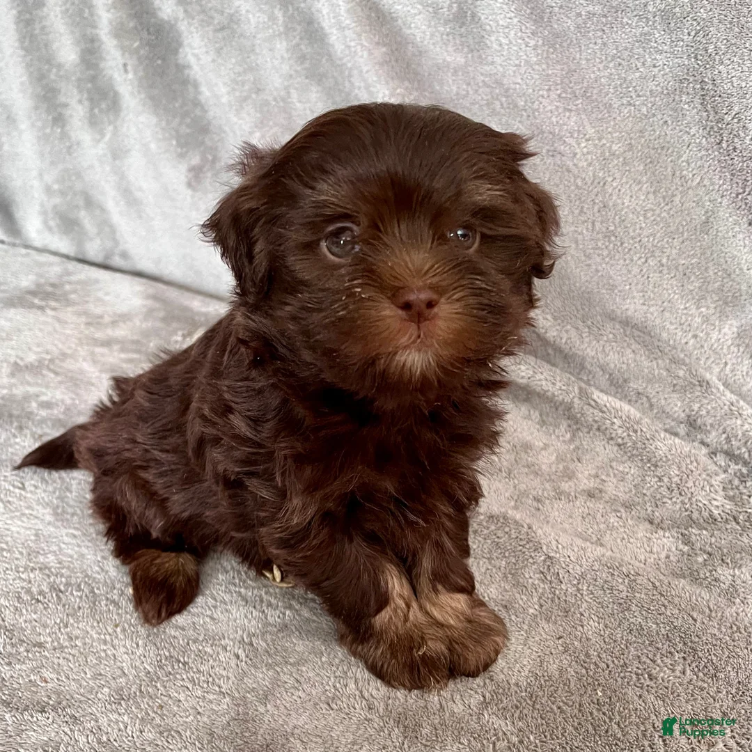 Havanese dogs for sale: Simon - Ad 2