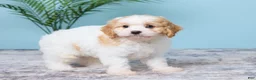 Cavapoo dogs for sale: Lenny - Ad 4