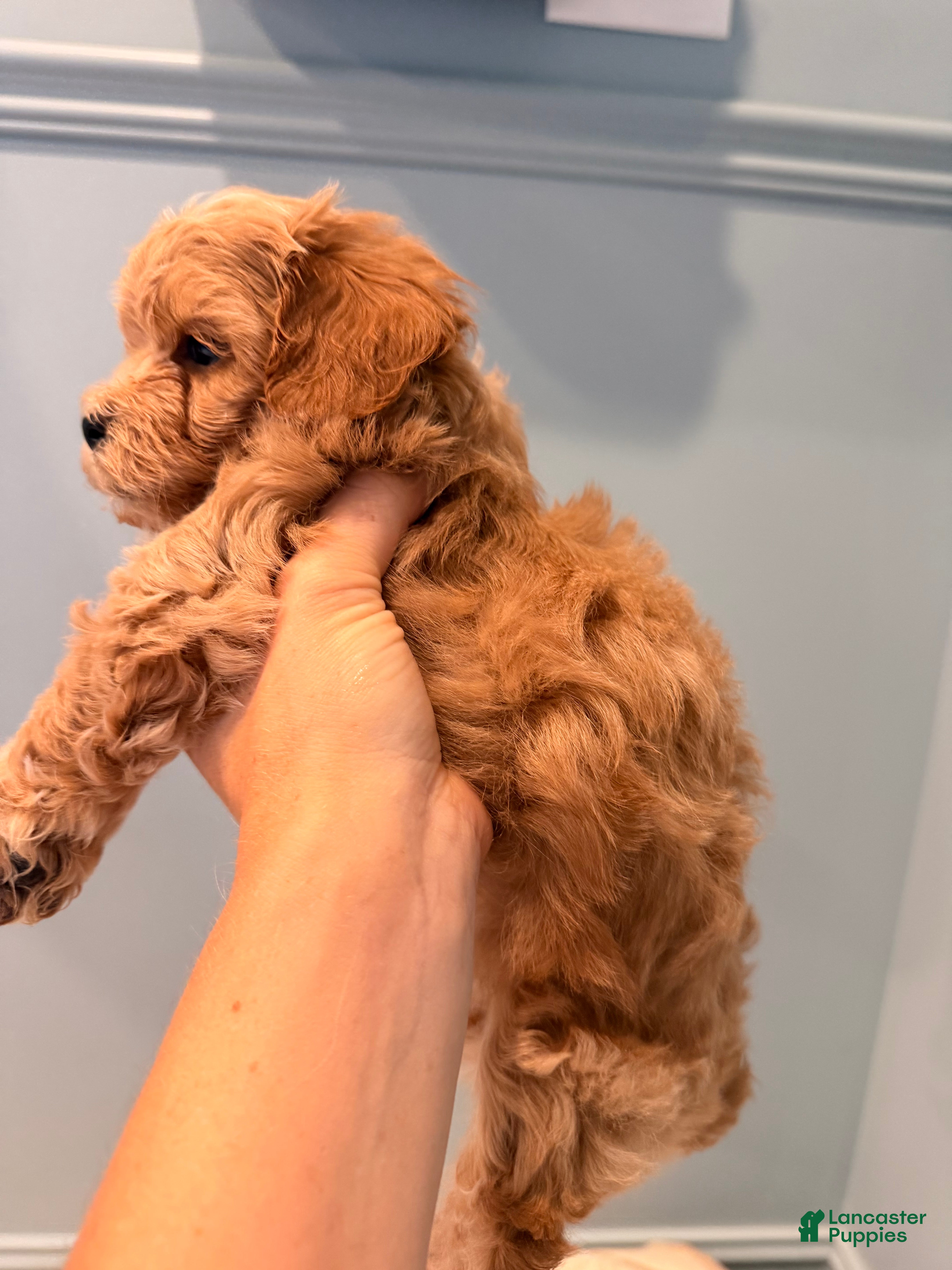 Maltipoo dogs Maltipoo 2 - Ad 2