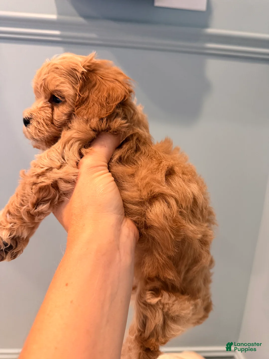 Maltipoo dogs for sale: Maltipoo 2 - Ad 2